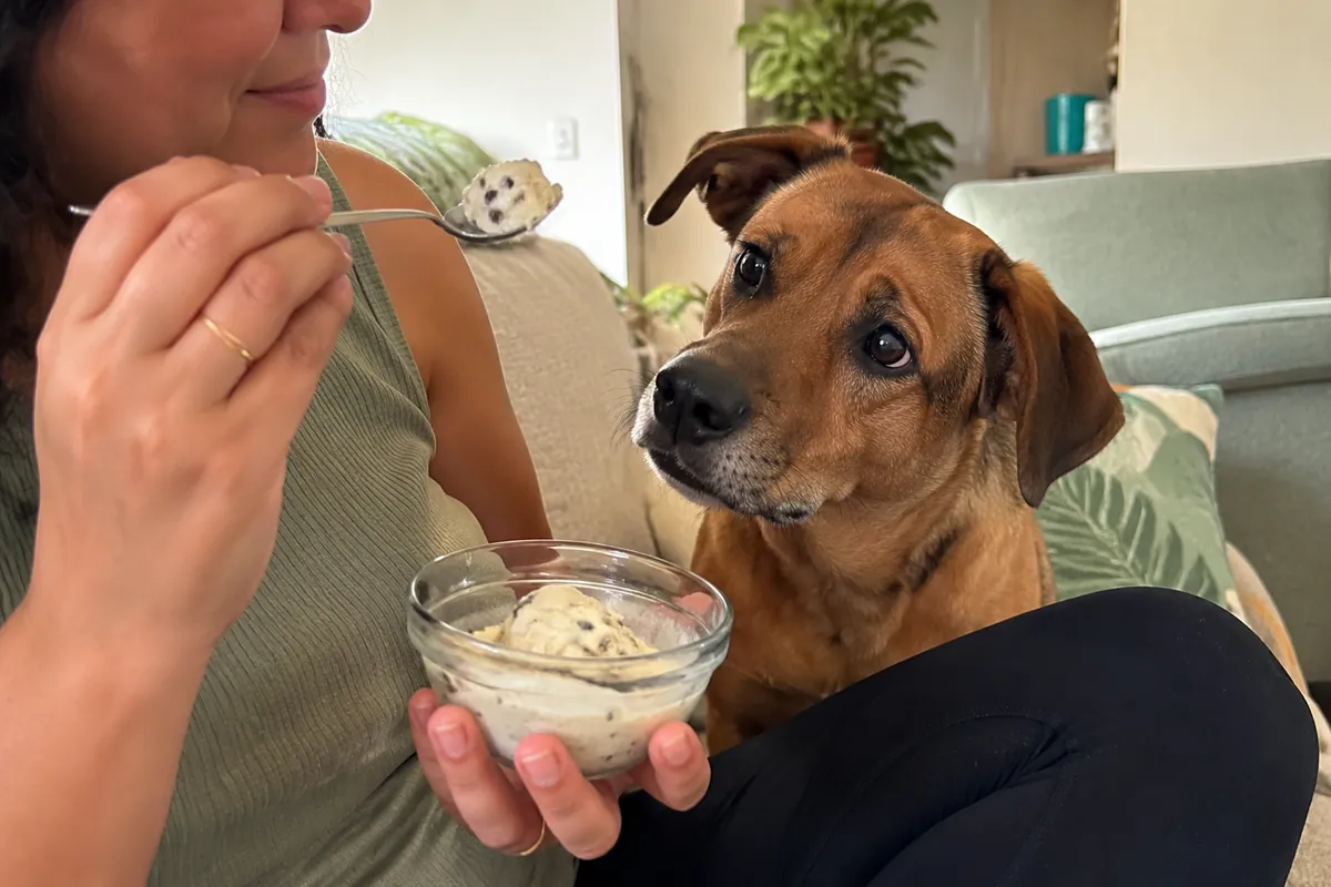 Cachorro olhando fixamente enquanto tutora come sorvete no sofá
