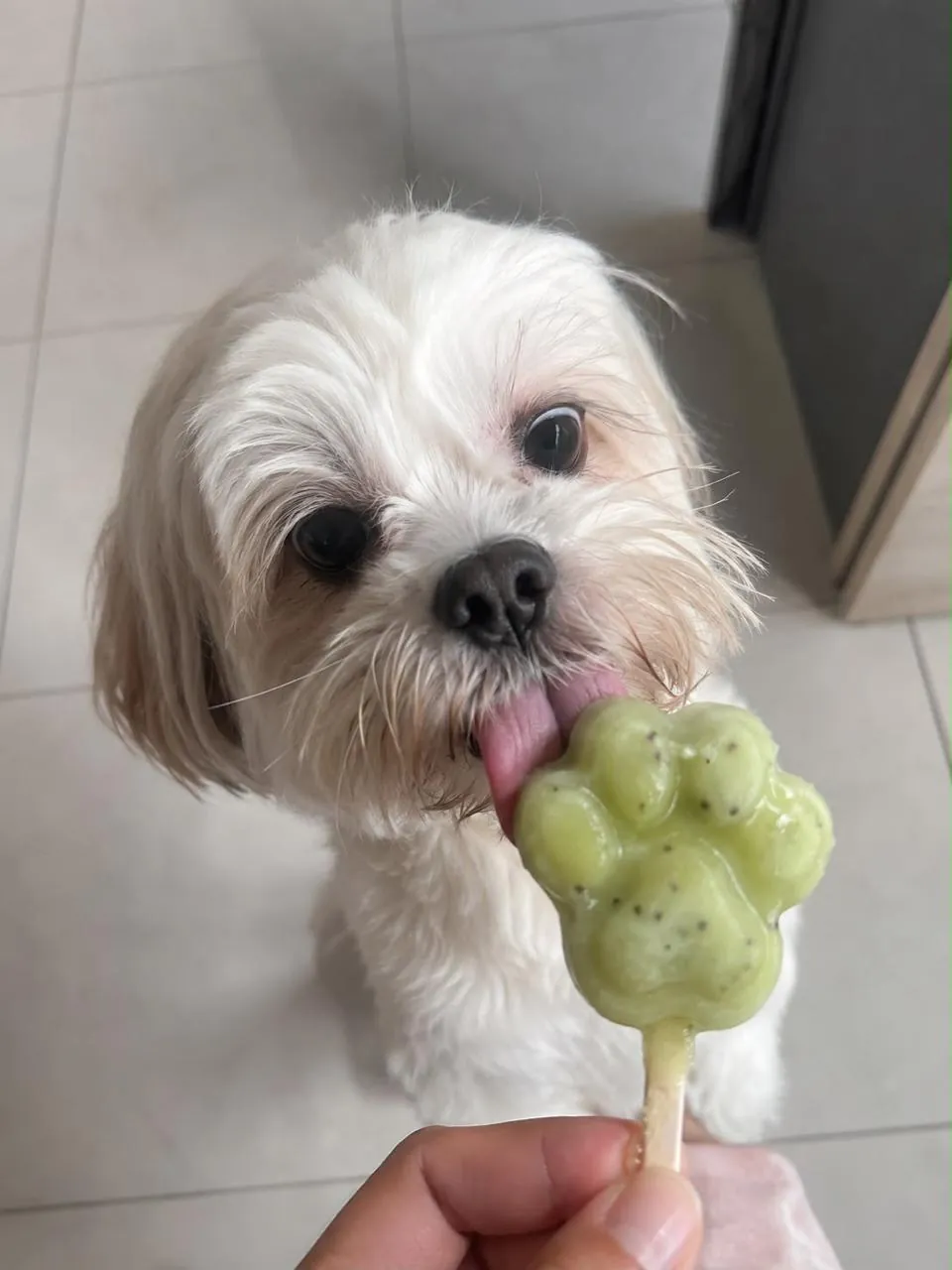 Cãozinho feliz recebendo um gelato caseiro do tutor, com aparência artesanal e luz natural